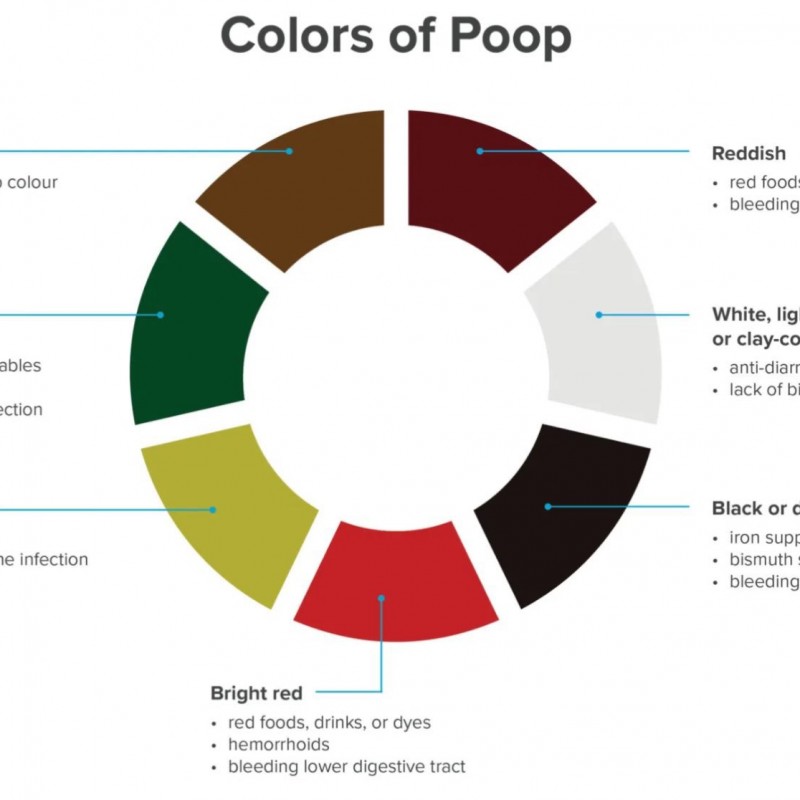 دلالات صحية لاختلاف ألوان البراز